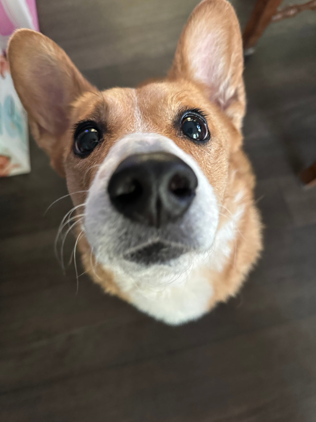 🐾 Paws of Approval 🐾