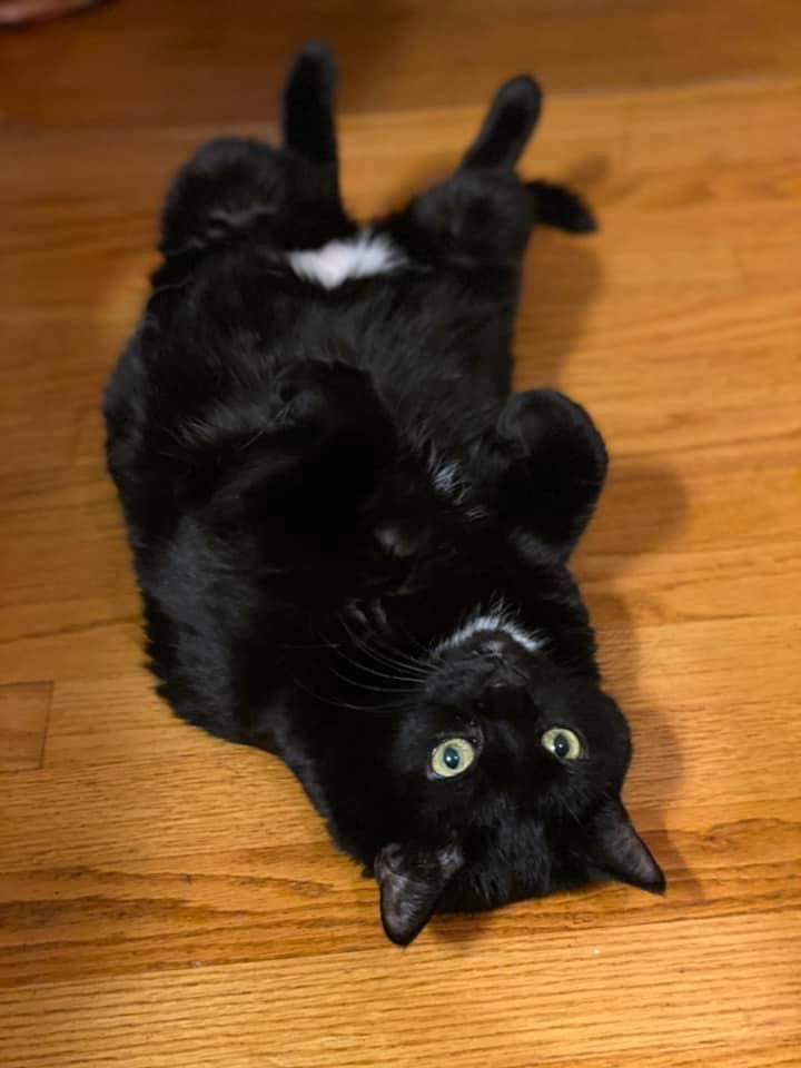 🐾 Paws of Approval 🐾